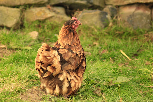 Chicken
