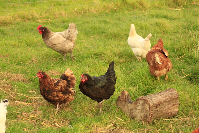 Chicken5